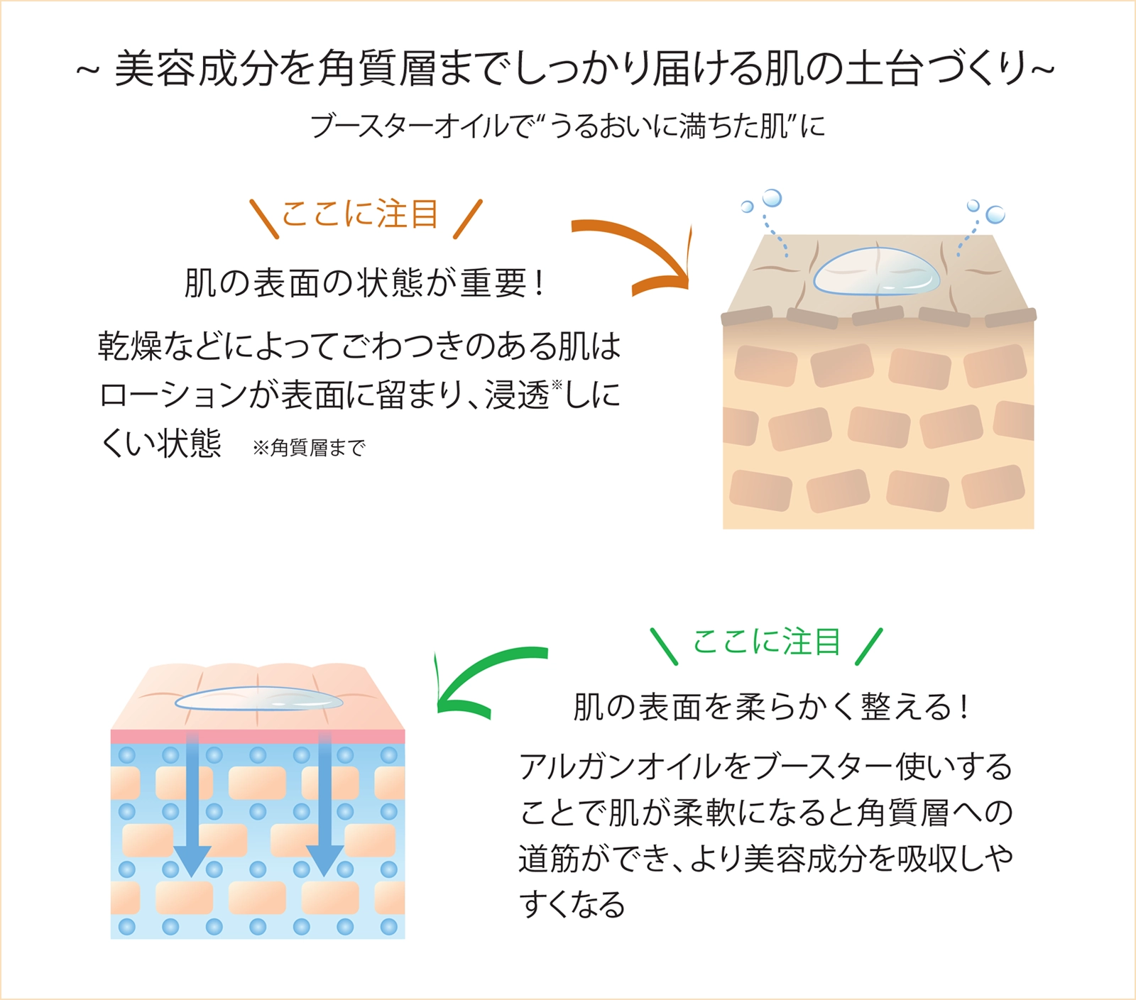 アルガンオイルで肌の土台づくり