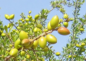 アルガンの木に成る実