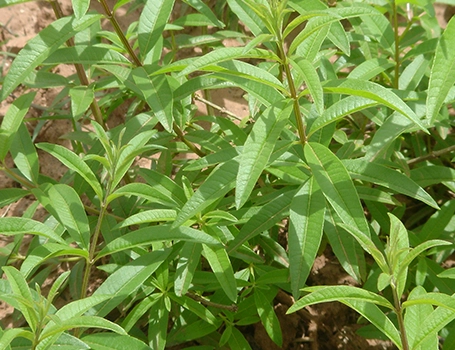 ヴェルヴェンヌ(レモンバーベナ)